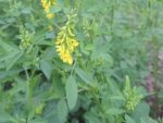 Melilotus officinalis - Feuilles et fleurs