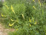 Melilotus officinalis - Vue generale