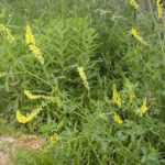 Melilotus officinalis - Vue generale