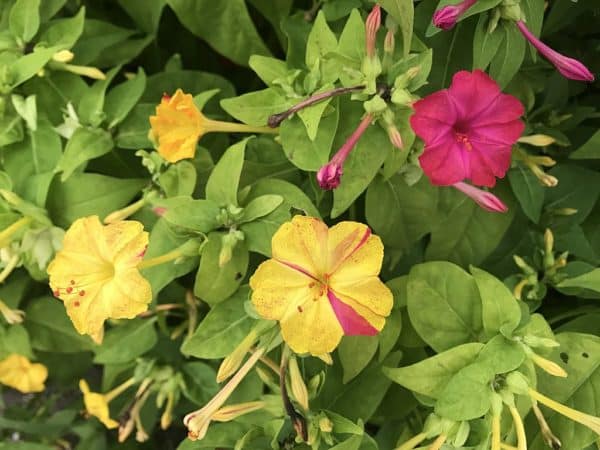 Mirabilis jalapa - Fleurs roses, jaunes et bicolores