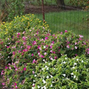 Mirabilis jalapa - Vue générale