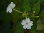 Mirabilis jalapa - Fleurs blanches