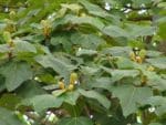 Ochroma pyramidale - Feuillage et boutons floraux