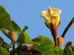 Ochroma pyramidale - Inflorescence