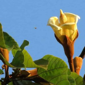 Ochroma pyramidale - Inflorescence