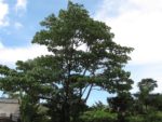 Ochroma pyramidale - Vue générale