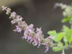 Ocimum sanctum - Fleurs de la plante