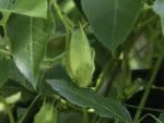 Passiflora incarnata -Bouton floral