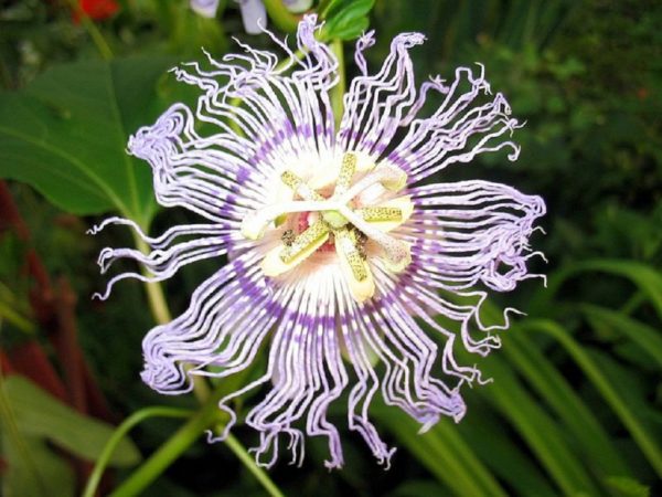 Passiflora incarnata - Détail d'une fleur