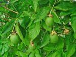Passiflora incarnata - Fruits
