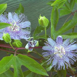 Passiflora incarnata - Vue générale