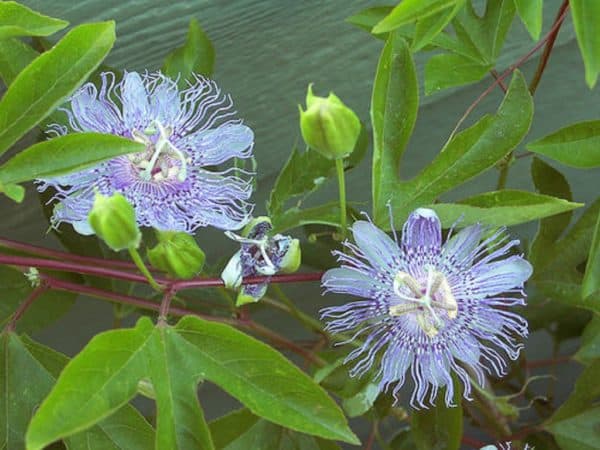 Passiflora incarnata - Vue générale
