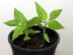 Piment Carolina Reaper Yellow - Plant de 30 jours