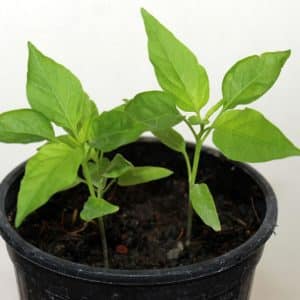 Piment Carolina Reaper Yellow - Plant de 30 jours