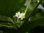 Piment Madame Jeannette - Inflorescence