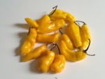Piment Madame Jeannette - Vue générale