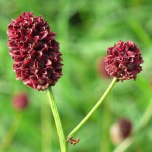 Fleurs de Pimprenelle, Sanguisorba minor en fleur, Pimprenelle, Sanguisorba minor, Fleurs de Sanguisorba minor