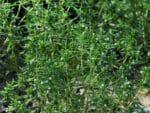 Satureja hortensis - Feuillage