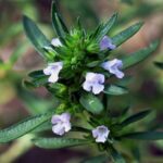 Graines de Satureja hortensis, graines de Sarriette annuelle