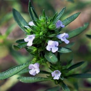 Satureja hortensis - Inflorescence