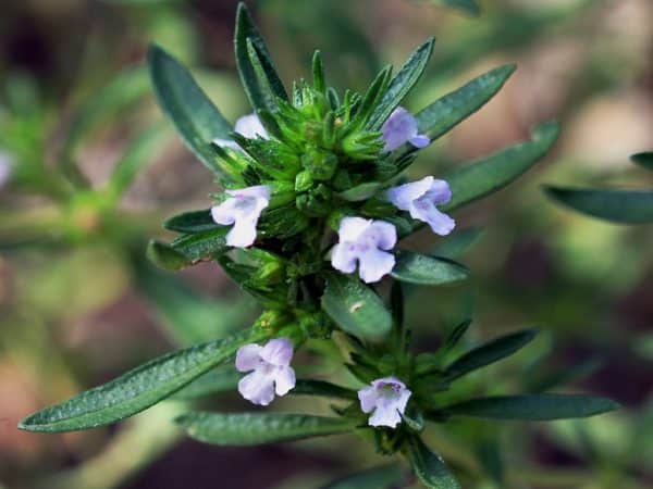 Satureja hortensis - Inflorescence