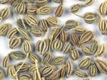 Trachyspermum ammi - Détails des graines