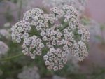 Trachyspermum ammi - Inflorescence