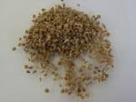 Trachyspermum ammi - Graines