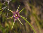 Tragopogon porrifolius - Capitule floral