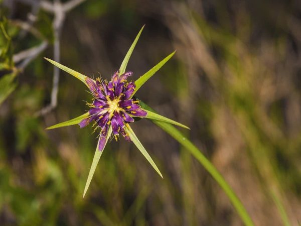 Tragopogon porrifolius - Capitule floral
