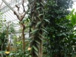 Vanilla planifolia de Nouvelle-Calédonie - Culture sous serre