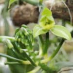 Vanilla planifolia de Nouvelle Calédonie - Détails d'une fleur