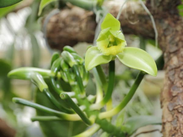 Vanilla planifolia de Nouvelle Calédonie - Détails d'une fleur