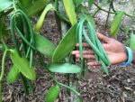 Vanilla planifolia de Nouvelle Calédonie - Infrutescence