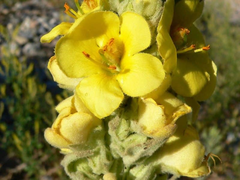 Fleurs De Molène Séchées (Verbascum Thapsus), 85g à 1,95Kg - Produit Naturel Pour Le Bien-être Respiratoire