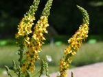 Verbascum thapsus - Inflorescence