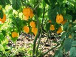 Piments Carolina reaper jaunes - Capsicum chinense