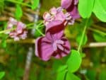 Akebia quinata - Détail d'une fleur d'Akébie à cinq feuilles - Graines d'Akébie à cinq feuilles