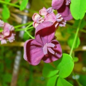 Akebia quinata - Détail d'une fleur d'Akébie à cinq feuilles - Graines d'Akébie à cinq feuilles