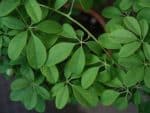 Akebia quinata - Feuillage d'Akébie à cinq feuilles - Graines d'Akébie à cinq feuilles