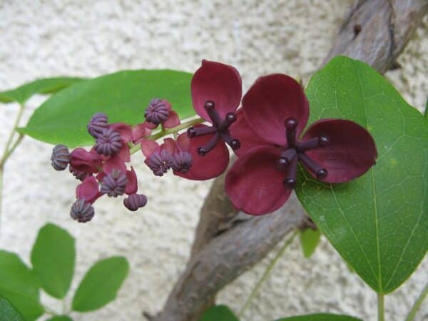 Akebia quinata - Fleurs mâles et femelles d'Akébie à cinq feuilles - Graines d'Akébie à cinq feuilles