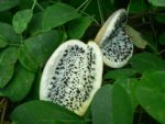 Akebia quinata - Fruit mature d'Akébie à cinq feuilles - Graines d'Akébie à cinq feuilles
