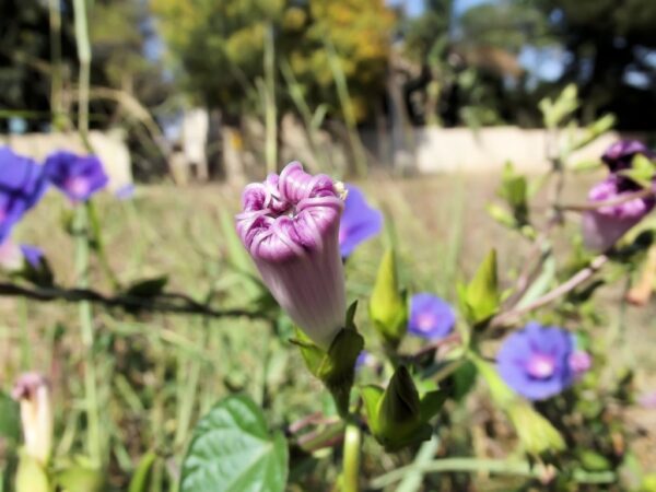 Ipomoea purpurea - Bouton floral d'Ipomée pourpre - Graines d'Ipomée pourpre