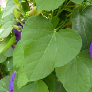Ipomoea purpurea - Feuille cordiforme d'Ipomée pourpre - Graines d'Ipomée pourpre