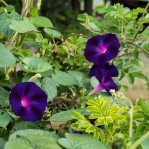 Ipomoea purpurea Kniola's Black Knight - Détails d'une fleur - Graines d'Ipomée Kniola's Black Knight (CC BY-SA 2.0 - F. D. Richards )