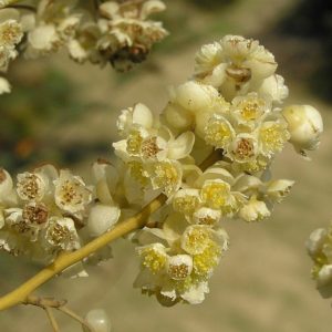 Litsea cubeba - Fleurs crème pâle