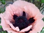 Papaver orientale - Détails d'une fleur de Pavot d'orient Rose - Graines de Pavot d'orient rose