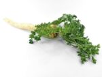 Graines de Petroselinum crispum var. tuberosum, graines de persil tubéreux