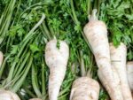 Graines de Petroselinum crispum var. tuberosum, graines de persil tubéreux