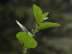 Psoralea corylifolia - Vue d'une tige feuillée